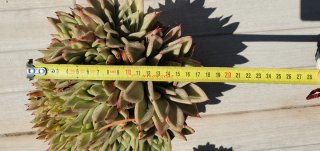 Echeveria Agavoides Suculenta
