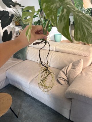 Monstera Albo Variegata talea