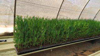 Plantas Thuja / Tuya para seto. Bandeja 60 plantas