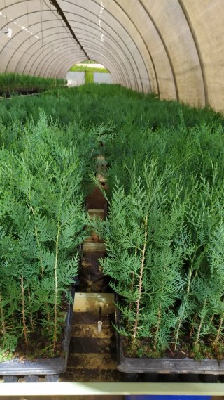 Plantas Thuja / Tuya para seto. Bandeja 60 plantas