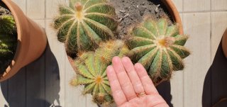 Cactus Parodia composición