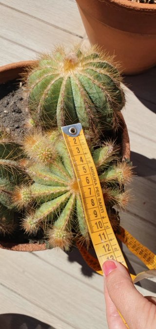 Cactus Parodia composición
