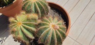 Cactus Parodia composición