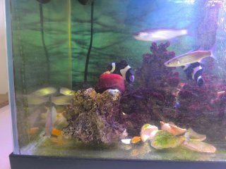 Acuario Marino Completo