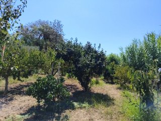 Huerto