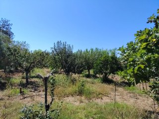 Huerto