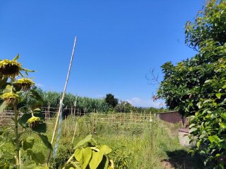 Huerto