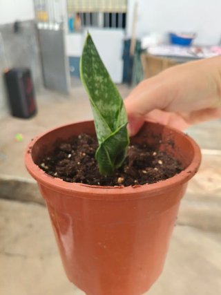 Planta Lengua de Suegra