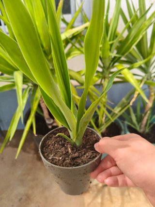 Planta Yuca en Maceta