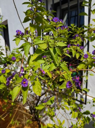 Lycianthes rantonnetii planta 1,70 aprox