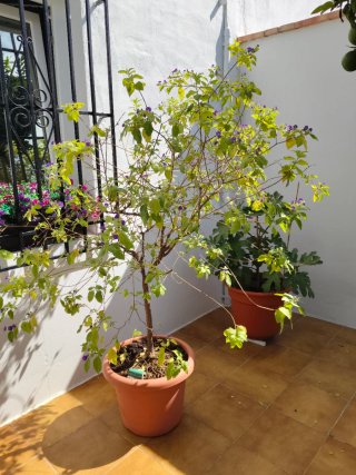 Lycianthes rantonnetii planta 1,70 aprox