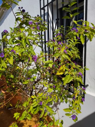 Lycianthes rantonnetii planta 1,70 aprox