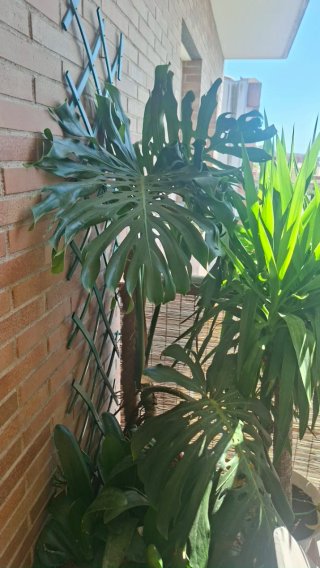 Monstera Deliciosa grande