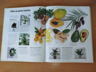 El gran libro de las plantas de interior