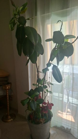 Planta Ficus en maceta