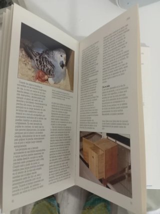 Periquitos