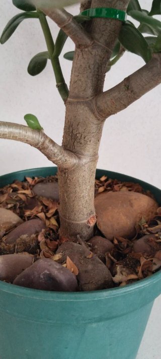 Prebonsái Jade Maceta 20cm Gran Porte