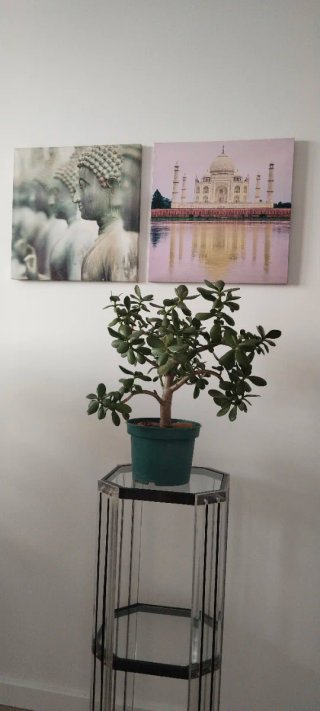 Prebonsái Jade Maceta 20cm Gran Porte