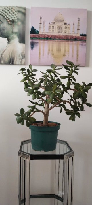 Prebonsái Jade Maceta 20cm Gran Porte