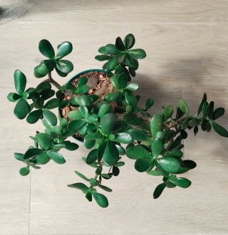 Prebonsái Jade Maceta 20cm Gran Porte