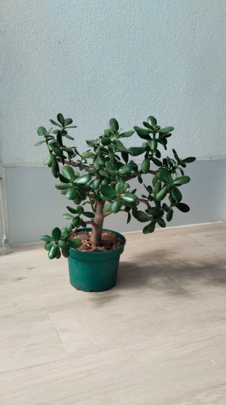 Prebonsái Jade Maceta 20cm Gran Porte