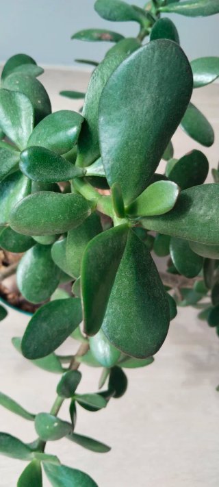 Prebonsái Jade Maceta 20cm Gran Porte