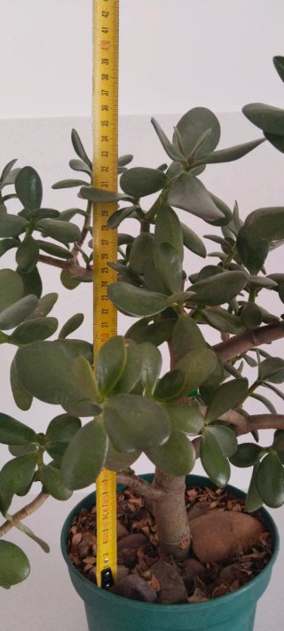 Prebonsái Jade Maceta 20cm Gran Porte
