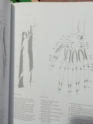 ANATOMIA HUMANA PARA ARTISTAS