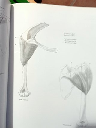 ANATOMIA HUMANA PARA ARTISTAS