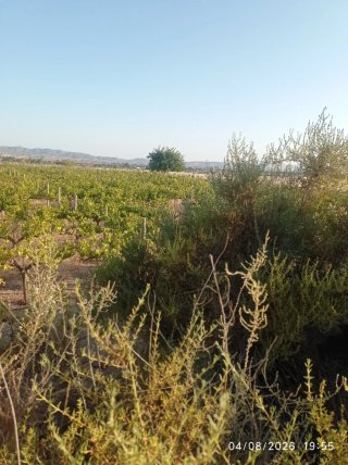 Terreno Agrícola en Alquiler