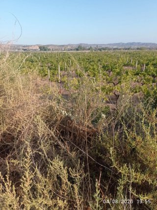 Terreno Agrícola en Alquiler
