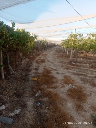 Terreno Agrícola en Alquiler