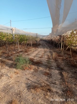 Terreno Agrícola en Alquiler
