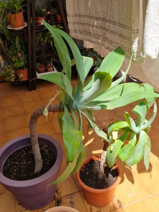 2 Agave attenuata con maceta