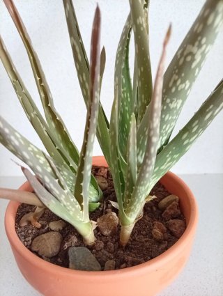 Planta Aloe Vera + 4 Hijos en Maceta de Barro