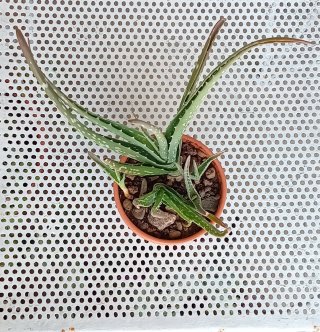 Planta Aloe Vera + 4 Hijos en Maceta de Barro