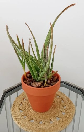 Planta Aloe Vera + 4 Hijos en Maceta de Barro