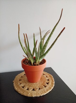 Planta Aloe Vera + 4 Hijos en Maceta de Barro