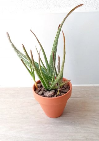 Planta Aloe Vera + 4 Hijos en Maceta de Barro