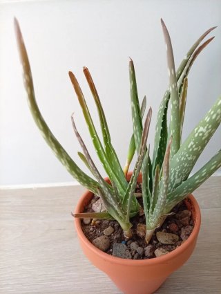 Planta Aloe Vera + 4 Hijos en Maceta de Barro