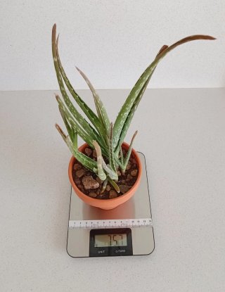 Planta Aloe Vera + 4 Hijos en Maceta de Barro