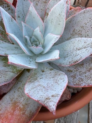 Echeveria Azul Grande con Bordes Rosas