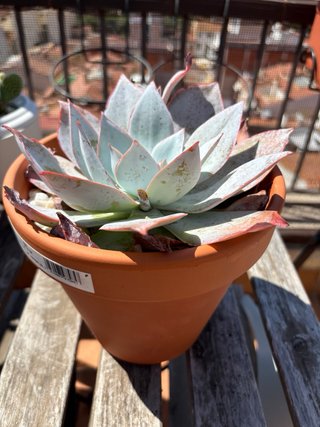 Echeveria Azul Grande con Bordes Rosas