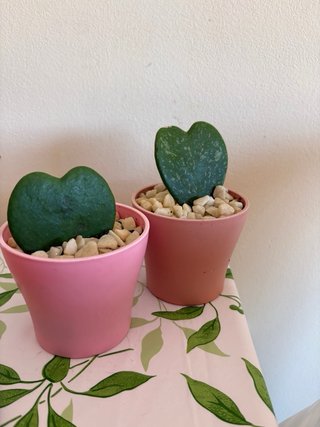 Pack 2 Hoya Kerrii Corazón Suculentas
