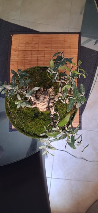 bonsai Olivo +20 años nº 11