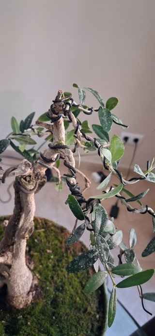 bonsai Olivo +20 años nº 11