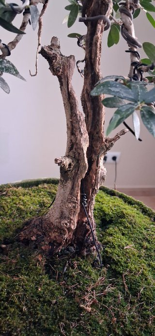 bonsai Olivo +20 años nº 11