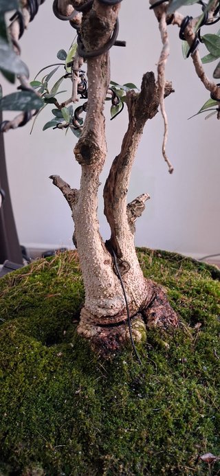 bonsai Olivo +20 años nº 11