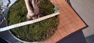 bonsai Olivo +20 años nº 11