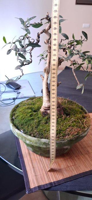 bonsai Olivo +20 años nº 11